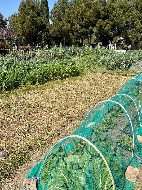 huerto urbano en Sant Cugat del Valles, lechugas y habas