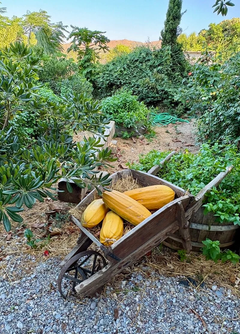 jardín rústico, carro antiguo de madera con calabacines amarillos