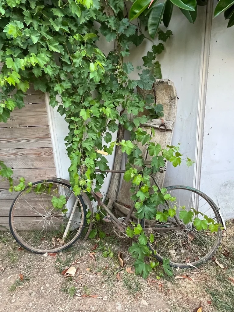 jardín rústico parra y bicicleta antigua