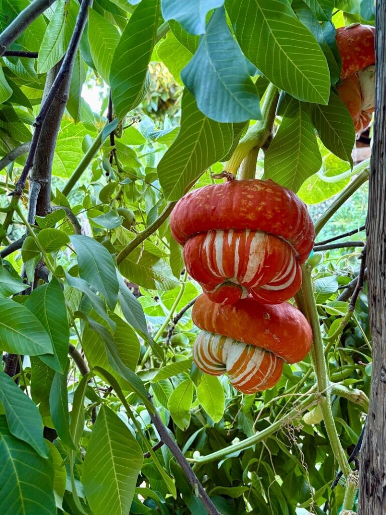 detalle de calabazas en el 'garden bar'