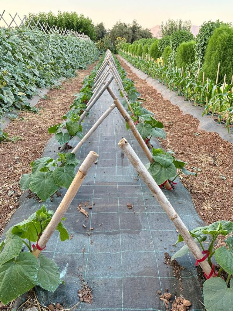 huerto usando tela antigerminante en Creta