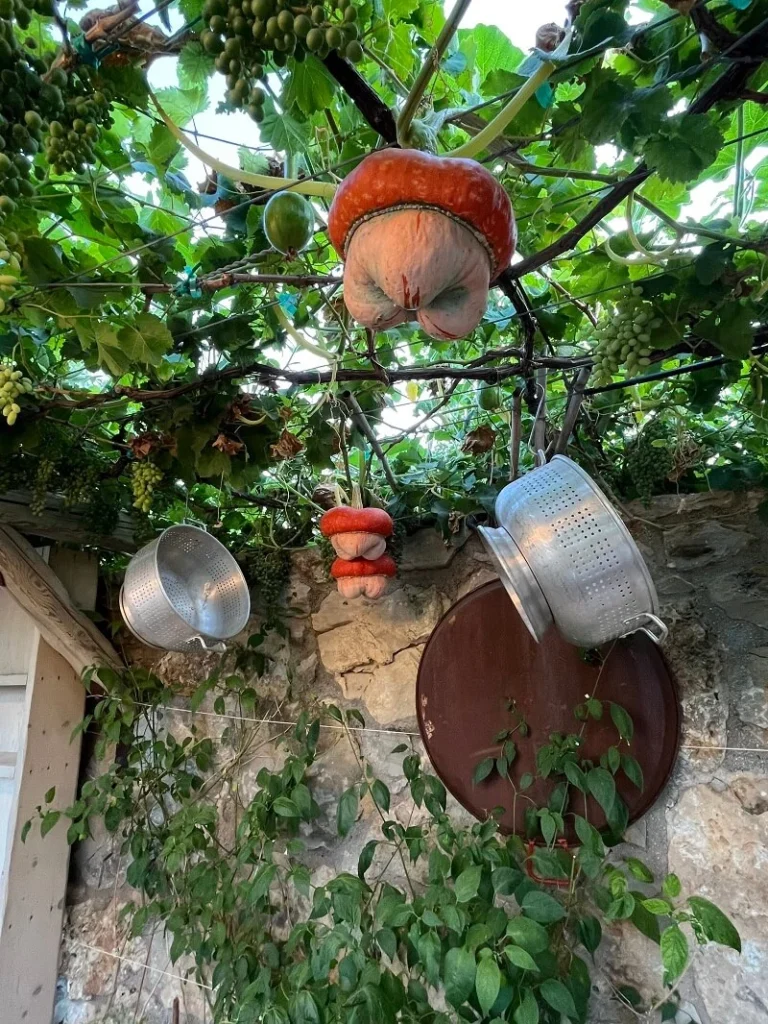 jardín rústico con coladores, parras y calabazas