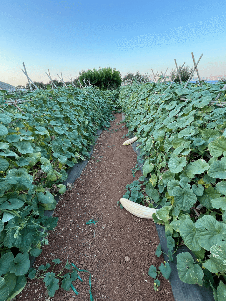 huerto con tela antigerminante en Creta - Gramvousa