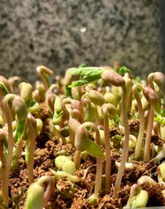 bandeja de microgreens de frijol mungo