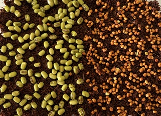 semillas para germinar microgreens
